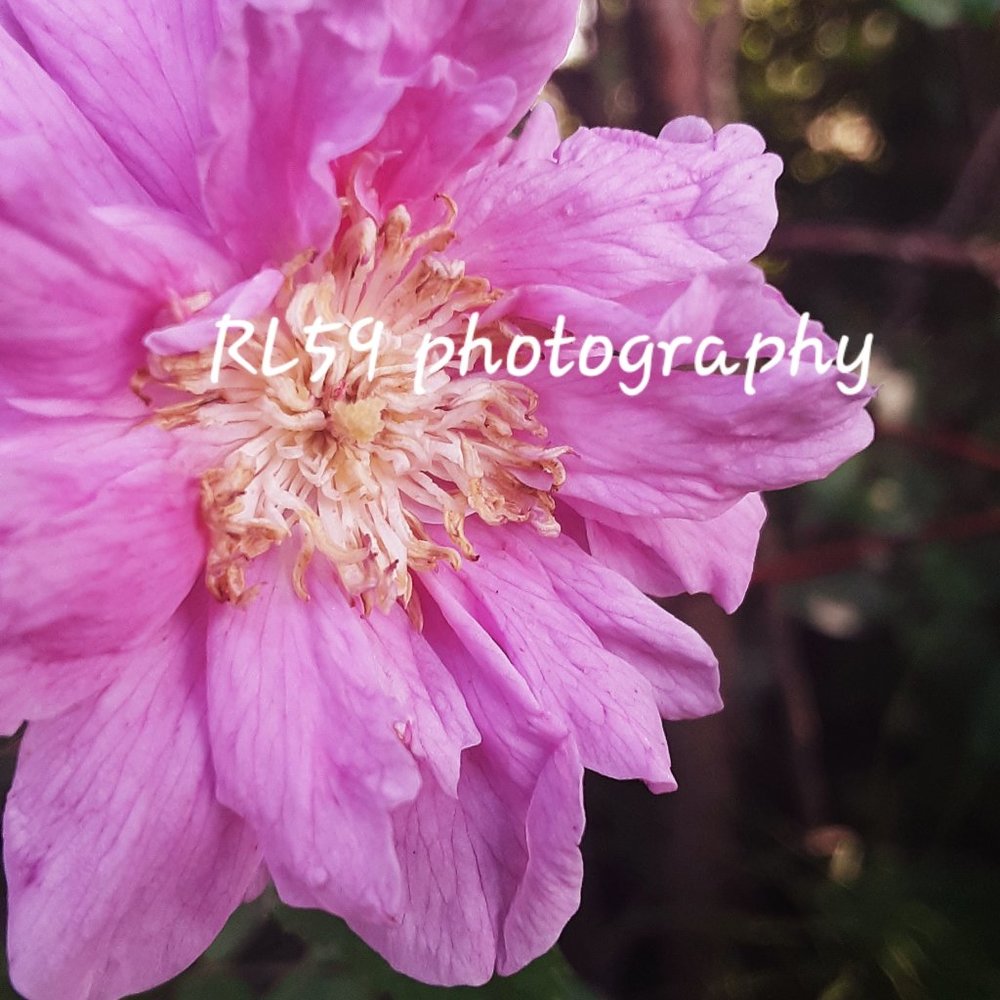 Flower photo - original! home decor, wall art